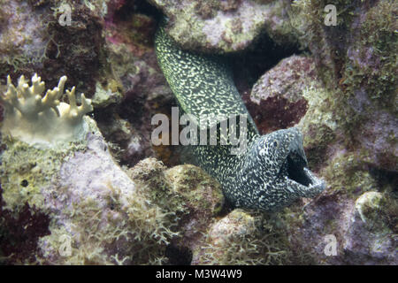 Die beschmutzte, Moray, (Gymnothorax moringa) ist eine mittelgroße bis große Muränen. Weitere Namen gehören Conger, beschmutzt, Aal, rote Moray, gefleckte Muränen, whi Stockfoto