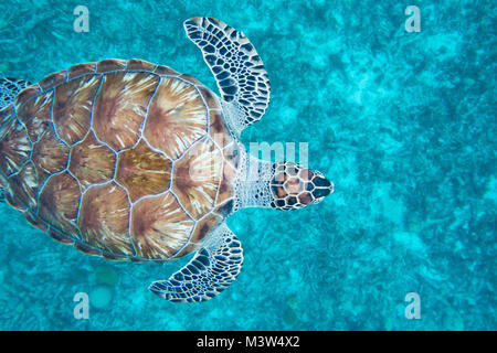 Die echte Karettschildkröte (Eretmochelys imbricata) ist eine stark gefährdete Meeresschildkröten gehören zur Familie Cheloniidae. E. imbricata ist leicht di Stockfoto