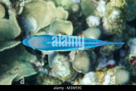 Papageifische sind eine Gruppe von marinen Arten in relativ flachen tropischen und subtropischen Ozeanen rund um die Welt gefunden. Mit über 95 Arten, diese g Stockfoto