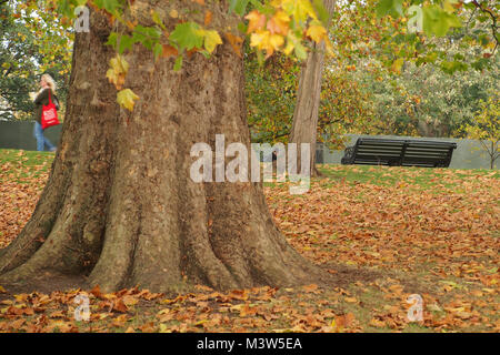 Eine Frau im Hyde Park, London aufwachen mit einem Teppich aus Herbst Blätter auf dem Boden und Reifen im Herbst bunte Bäume und eine Parkbank Stockfoto