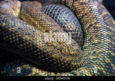 Schlange im Reptilienhaus in London Zoo, London Stockfoto