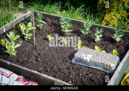 Eine erhöhte Holz- pflanzmaschine für wachsende eine kleine Auswahl von frischem Gemüse in einen Englischen Garten verwendet Stockfoto