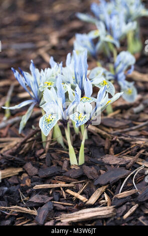 Iris 'Katherine Hodgkin' Blumen. Stockfoto