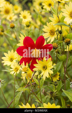 Rote Dahlien blühen unter Helianthus 'Lemon Queen'. Stockfoto