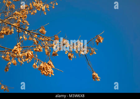 Trocken ahorn Samen, auf Ästen in der Frühjahrssaison. Fokus auf trockenen Samen, beleuchtet durch eine helle Sonne. Junge grüne Laub Ahorn im Hintergrund Stockfoto
