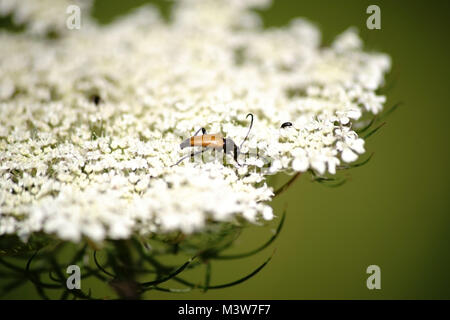 Ein Longhorn Beetle Stictoleptura Fulva isst auf eine Blüte. Stockfoto