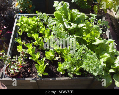 Salat Gemüse wächst in einem kleinen gehobenen hölzernen Pflanzmaschine für einfache Wartung und Kommissionierung Stockfoto