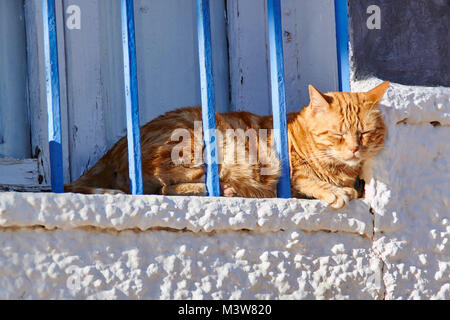 Rötlich tabby Katze Hinter blauen Balken auf einem weiß getünchten Fensterbrett in der Sonne Stockfoto