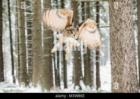 Uhu, Bubo bubo, fliegender Vogel mit offenen Flügeln im Winter Wald, Wald im Hintergrund, Tier in der Natur Lebensraum. Der Tschechischen Republik Stockfoto