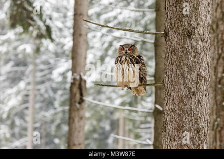 Porträt eines Uhus, Bubo bubo. Uhu in den Wäldern im Winter sitzt auf einem Ast eines Baumes Stockfoto