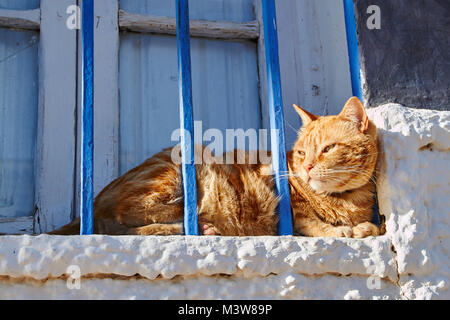 Rötlich tabby Katze Hinter blauen Balken auf einem weiß getünchten Fensterbrett in der Sonne Stockfoto