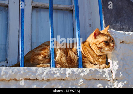 Rötlich tabby Katze Hinter blauen Balken auf einem weiß getünchten Fensterbrett in der Sonne Stockfoto