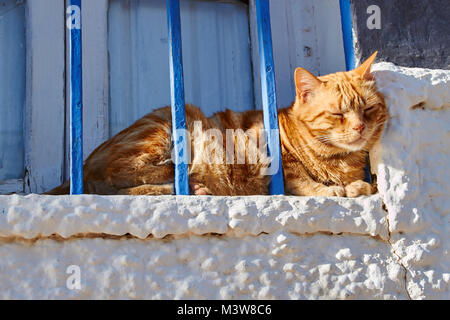 Rötlich tabby Katze Hinter blauen Balken auf einem weiß getünchten Fensterbrett in der Sonne Stockfoto