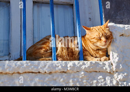 Rötlich tabby Katze Hinter blauen Balken auf einem weiß getünchten Fensterbrett in der Sonne Stockfoto