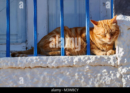 Rötlich tabby Katze Hinter blauen Balken auf einem weiß getünchten Fensterbrett in der Sonne Stockfoto