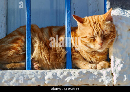 Rötlich tabby Katze Hinter blauen Balken auf einem weiß getünchten Fensterbrett in der Sonne Stockfoto