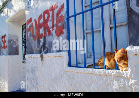 Rötlich tabby Katze Hinter blauen Balken auf einem weiß getünchten Fensterbrett in der Sonne Stockfoto