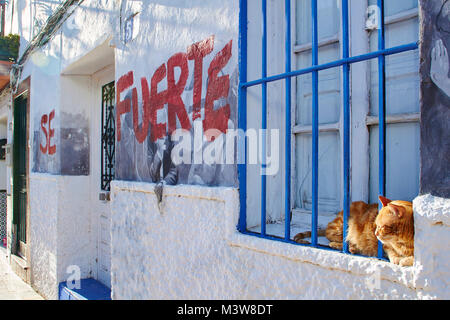 Rötlich tabby Katze Hinter blauen Balken auf einem weiß getünchten Fensterbrett in der Sonne Stockfoto