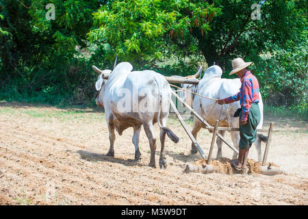 Burmesischen Bauern Pflügen mit Ochsen in Dorf in der Nähe von Bagan Myanmar Stockfoto