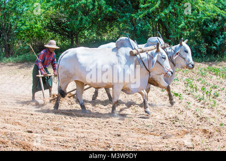 Burmesischen Bauern Pflügen mit Ochsen in Dorf in der Nähe von Bagan Myanmar Stockfoto