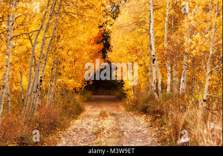 Eine Straße in einen Wald aus goldenen Espenbäumen verspricht Schönheit und Mysterium. Aufgenommen an den Cascade Lakes in den Rocky Mountains von Colorado. Stockfoto