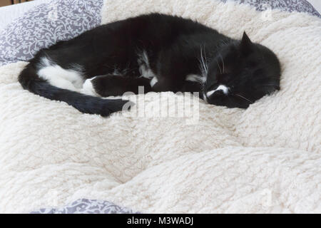 Schwarze und Weiße Tuxedo Katze schlafend auf flauschigen weißen Decke. Katze in der fetalen Position. Zimmer für Kopie auf Decke vor der Katze. Stockfoto