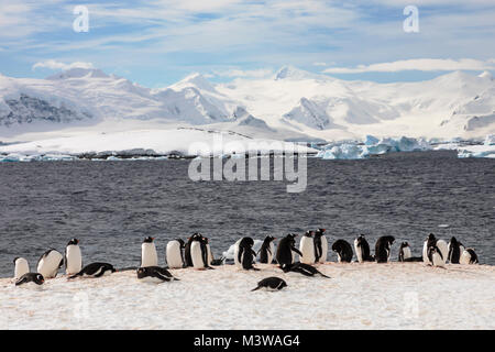 Long-tailed Gentoo Pinguin; Pygoscelis papua; Rongé Island; Arctowski Halbinsel; Antarktis Stockfoto