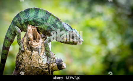 Chamäleon im Baum, Madagaskar Stockfoto