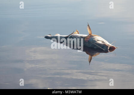 Ein toter Fisch schwimmt auf der Oberfläche des Wassers Stockfoto