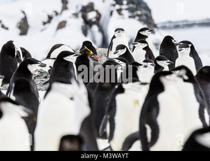 Lone Macaroni Penguin on Rookery with Chinstrap Penguins; beringter Pinguin; bärtiger Pinguin; Steinmetz-Pinguin; Half Moon Island; Antarktis Stockfoto