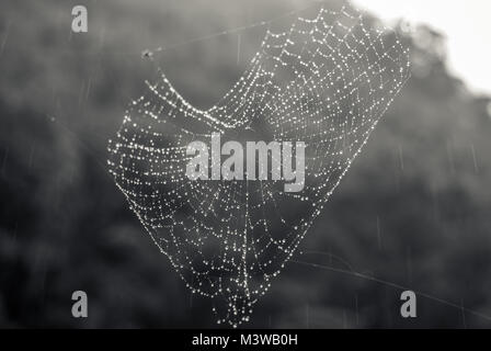 Eine herzförmige Cobweb in Tau Stockfoto