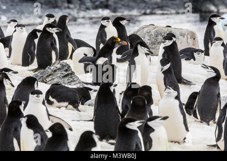 Lone Macaroni Penguin on Rookery with Chinstrap Penguins; beringter Pinguin; bärtiger Pinguin; Steinmetz-Pinguin; Half Moon Island; Antarktis Stockfoto