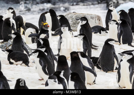 Lone Macaroni Penguin on Rookery with Chinstrap Penguins; beringter Pinguin; bärtiger Pinguin; Steinmetz-Pinguin; Half Moon Island; Antarktis Stockfoto