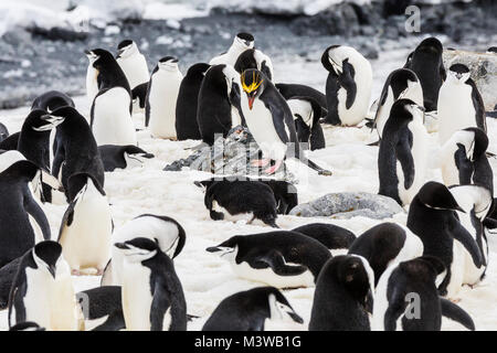 Lone Macaroni Penguin on Rookery with Chinstrap Penguins; beringter Pinguin; bärtiger Pinguin; Steinmetz-Pinguin; Half Moon Island; Antarktis Stockfoto