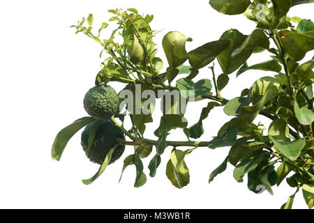 Citrus aurantium auf weißem Hintergrund, Bitter Orange, saure orange, orange Bigarade Stockfoto