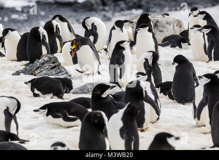 Lone Macaroni Penguin on Rookery with Chinstrap Penguins; beringter Pinguin; bärtiger Pinguin; Steinmetz-Pinguin; Half Moon Island; Antarktis Stockfoto