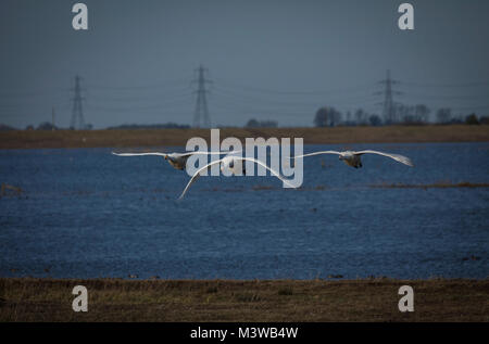 Drei Singschwänen in Flug ins Land kommenden Stockfoto