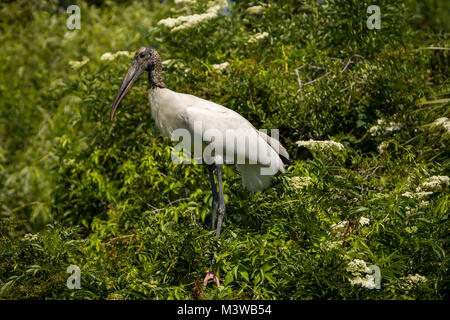 Holz Stork (Mycteria americana) in einem Baum in St. Augustine, Florida gehockt Stockfoto