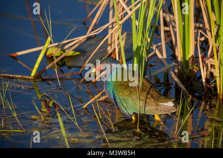 Purple gallinule (Porphyrio martinica) im Wasser waten, auf der Suche nach Nahrung in den Everglades National Park, Florida Stockfoto