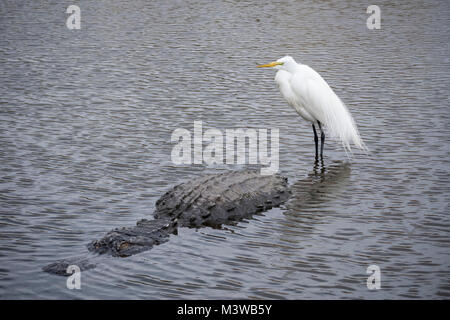 Silberreiher (Casmerodius albus) Erwachsenen stehen auf der Rückseite eines amerikanischen Alligator (Alligator mississippiensis) in Orlando, Florida Stockfoto