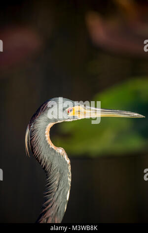 Dreifarbige Heron (Egretta tricolor) Porträt, Everglades National Park, Florida Stockfoto