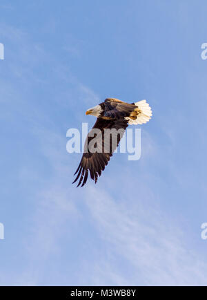 Weißkopfadler im Flug; Amerikanische Symbol; Vandaveer Ranch; Chaffee County, Colorado, USA Stockfoto