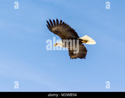 Weißkopfadler im Flug; Amerikanische Symbol; Vandaveer Ranch; Chaffee County, Colorado, USA Stockfoto