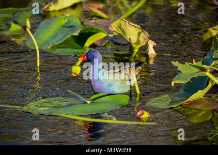 Purple Gallinule (Porphyrio martinica) Schwimmen mit Essen in seinen Mund in den Everglades National Park, Florida Stockfoto