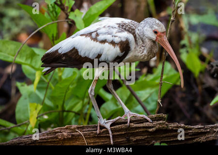 White Ibis (Eudocimus albus) juvenile thront auf einem Glied in Corkscrew Swamp Sanctuary, Florida Stockfoto