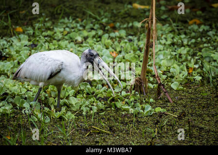 Holz Stork (Mycteria americana) auf der Suche nach Nahrung in Corkscrew Swamp Sanctuary, Florida Stockfoto