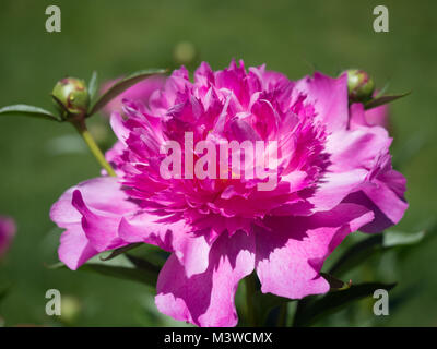 In der Nähe von großen rosa Pfingstrose Stockfoto