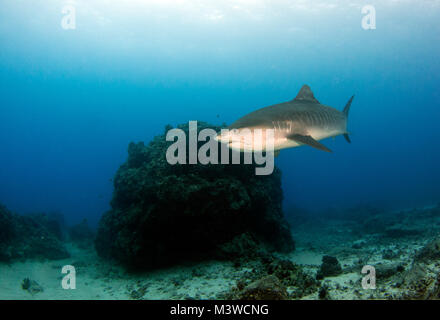 Ein tigerhai schwimmt hinter einem Pinnacle in der berühmten Yachthafen Honokohau Hafen. Stockfoto