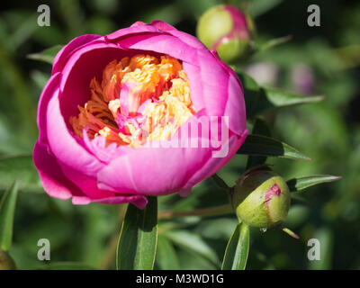 Rosa Pfingstrose über zu blühen Stockfoto