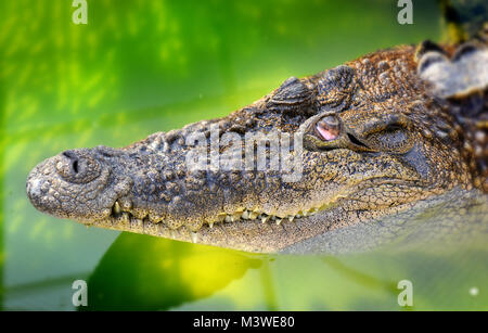 Krokodil in der Farm von Thailand Zoo für geschäftliche und touristische Tourismus Stockfoto